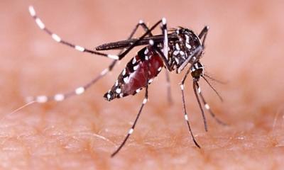 সারাদেশে ডেঙ্গুর প্রকোপ বাড়ছে
