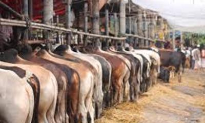 গরুর হাটসংলগ্ন এলাকায় সান্ধ্যকালীন ব্যাংকিং চালুর নির্দেশ