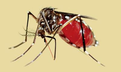 ২৪ ঘন্টায় ডেঙ্গুতে আক্রান্ত ৪২৫, মৃত্যু ৩