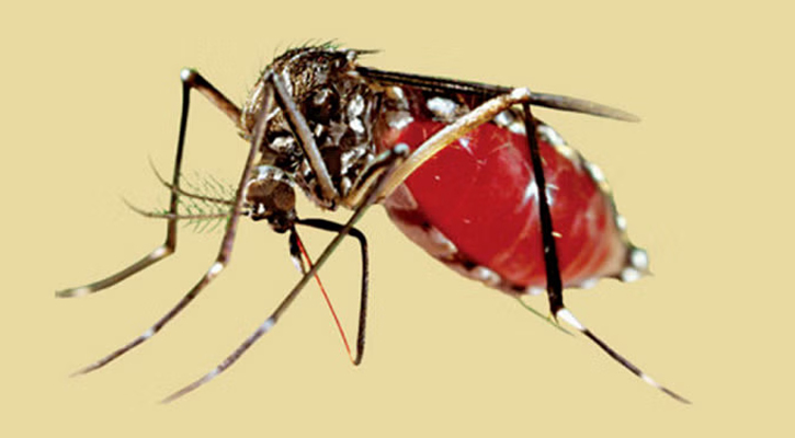 ২৪ ঘন্টায় ডেঙ্গুতে আক্রান্ত ৪২৫, মৃত্যু ৩